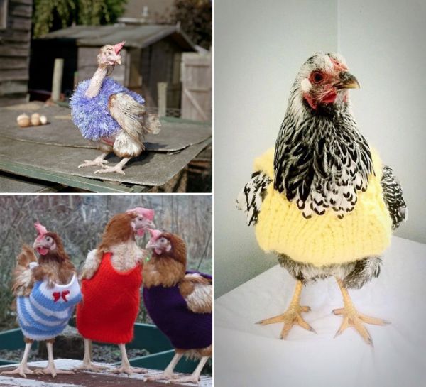 chicken-sweater7.jpg (.85 Kb)