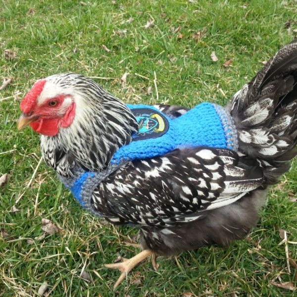 chicken-sweater8.jpg (111.14 Kb)