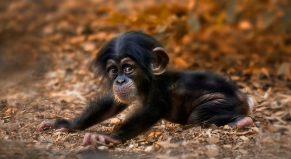 cute-baby-animals-baby-chimpanzee__605.jpg (32.68 Kb)