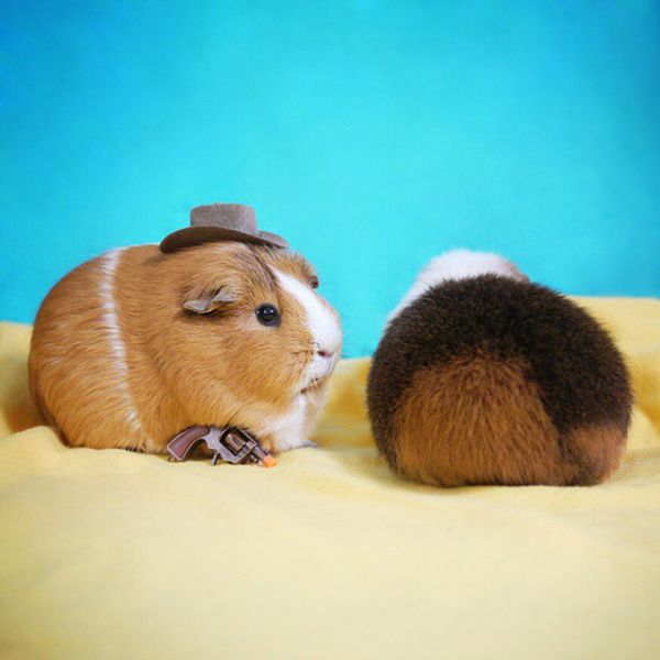 cute-hamster-costumes-fuzzberta-instagram-11.jpg (33.7 Kb)