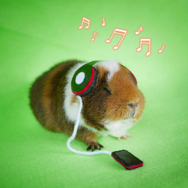 cute-hamster-costumes-fuzzberta-instagram-16.jpg (35.5 Kb)