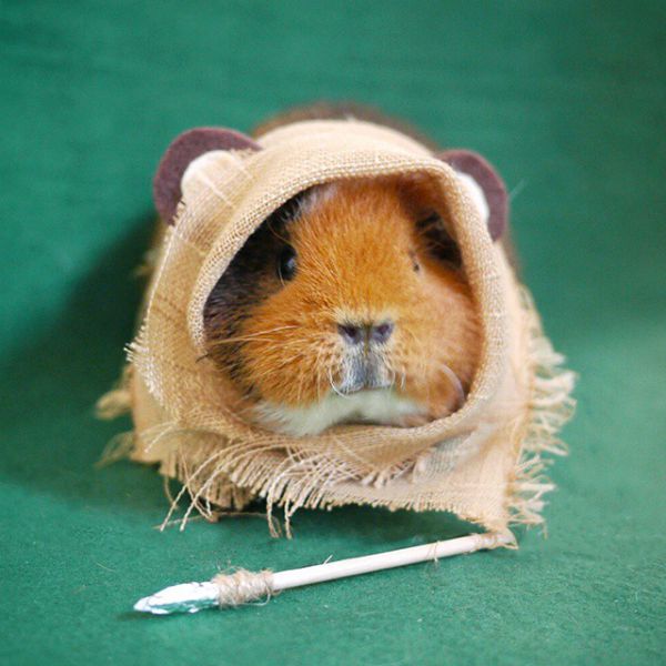cute-hamster-costumes-fuzzberta-instagram-8.jpg (51. Kb)