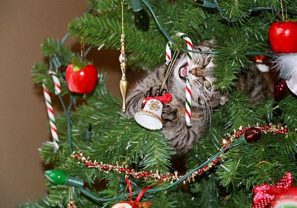 decorating-cats-destroying-trees-christmas-60__605.jpg (67.6 Kb)