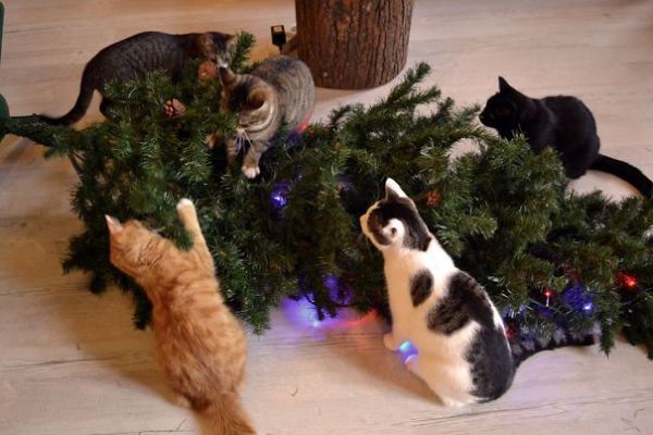 decorating-cats-destroying-trees-christmas-73__605.jpg (44.25 Kb)