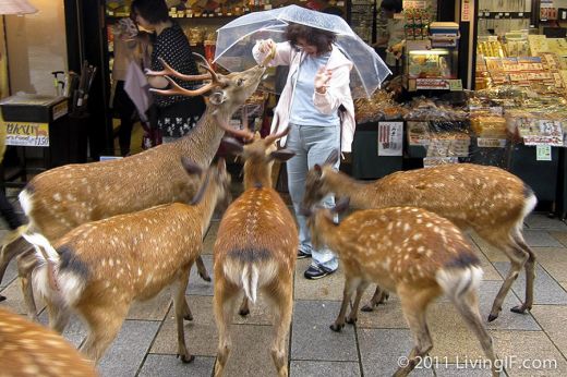 deers06.jpg (52.19 Kb)