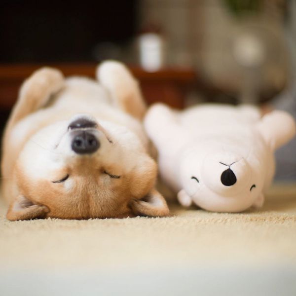 dog-shiba-inu-sleeps-teddy-bear-same-position-maru-1.jpg (27. Kb)