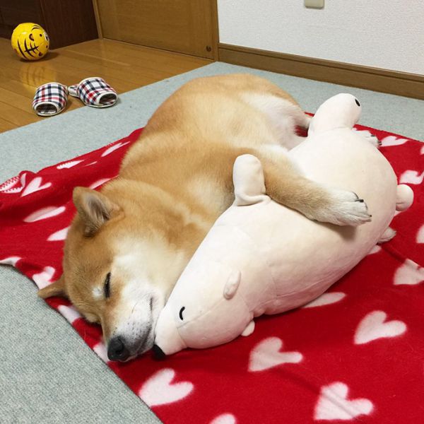 dog-shiba-inu-sleeps-teddy-bear-same-position-maru-23.jpg (56.39 Kb)