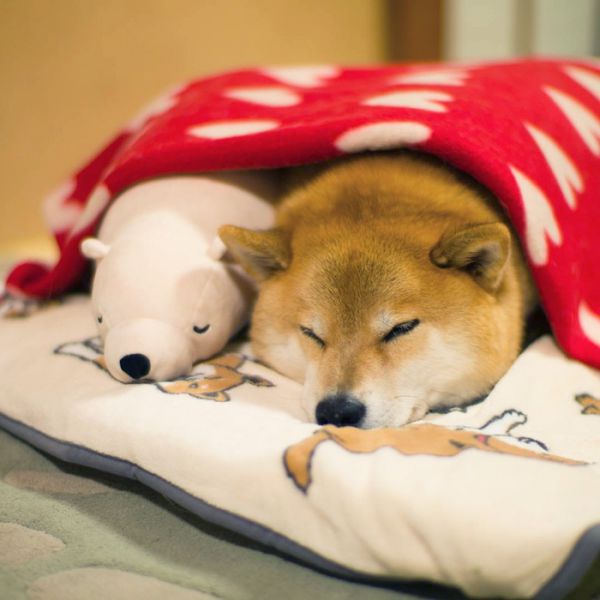 dog-shiba-inu-sleeps-teddy-bear-same-position-maru-29.jpg (40.5 Kb)