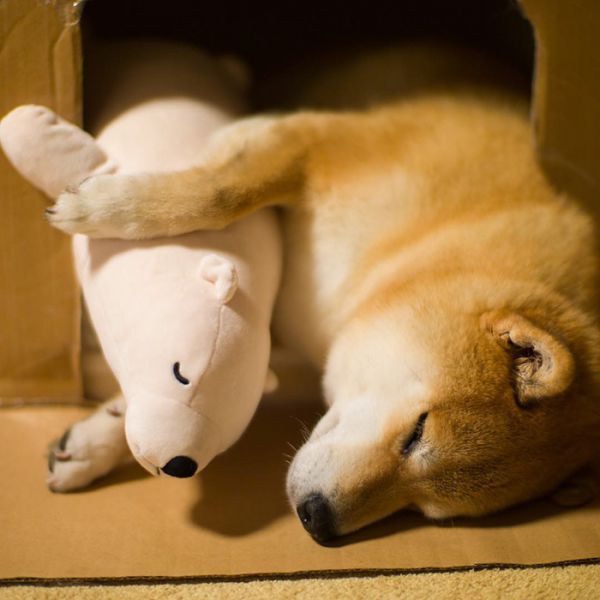 dog-shiba-inu-sleeps-teddy-bear-same-position-maru-8.jpg (38.04 Kb)