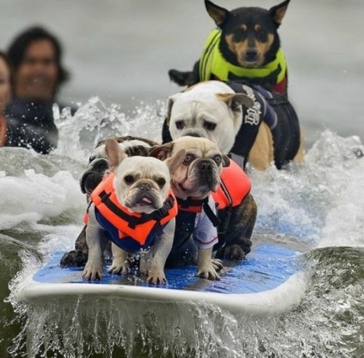 dogs-just-love-to-surf.jpg (51.91 Kb)