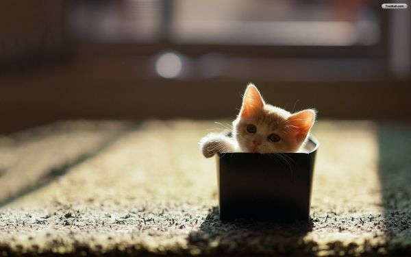 fancy-tiny-cat-in-box-wallpaper.jpg (26.03 Kb)