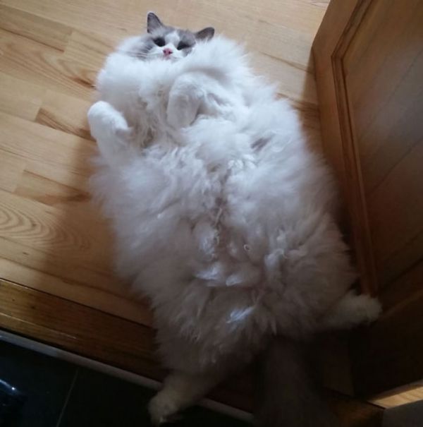 fluffy-cat-funny-pics-36__605.jpg (31.98 Kb)