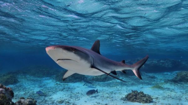 grayreefsharknewcaledonia-650x365.jpg (38.11 Kb)