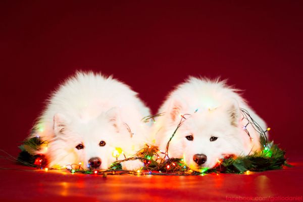 i-took-christmas-themed-dog-portraits-to-wish-you-happy-holidays-9__880.jpg (25.88 Kb)