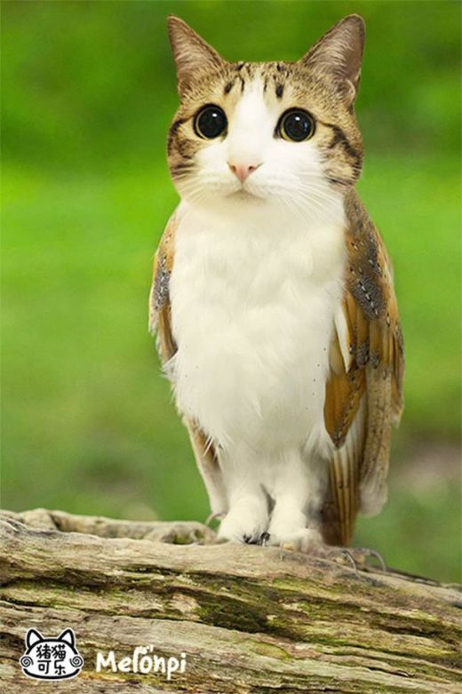 meowl-cat-owl-2.jpg (60.51 Kb)