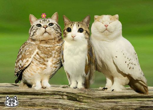 meowls1.jpg (37.66 Kb)