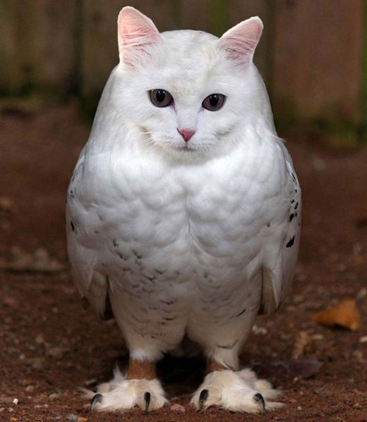 meowls2.jpg (39.02 Kb)