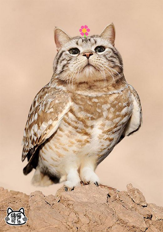 meowls3.jpg (62.58 Kb)