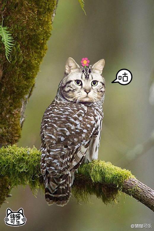 meowls4.jpg (73.41 Kb)