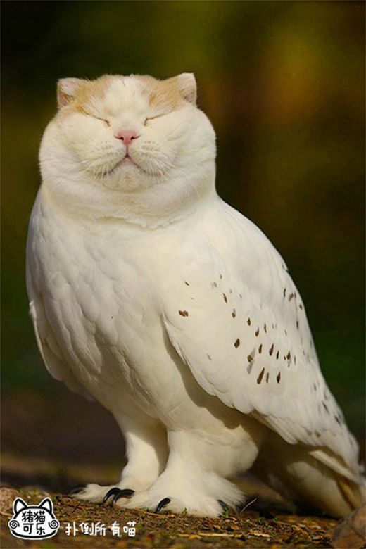 meowls6.jpg (.46 Kb)