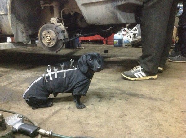 tool-dog-dachshund-suit-auto-mechanic-24.jpg (53.09 Kb)