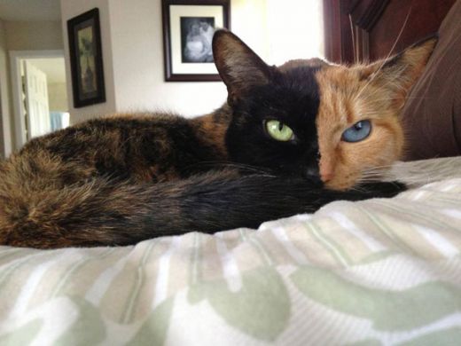 two-faced-chimera-cat-venus-32.jpg (30.14 Kb)