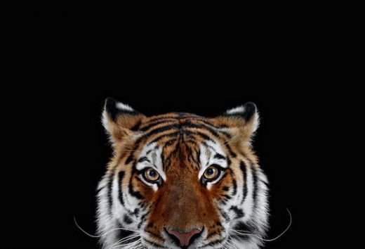 wildanimalportraits-10.jpg (18.11 Kb)