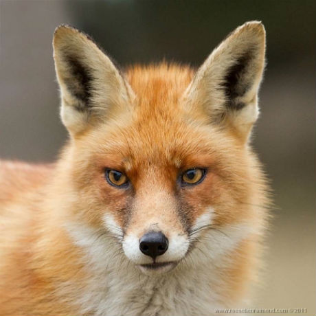fox-14.jpg (37.07 Kb)