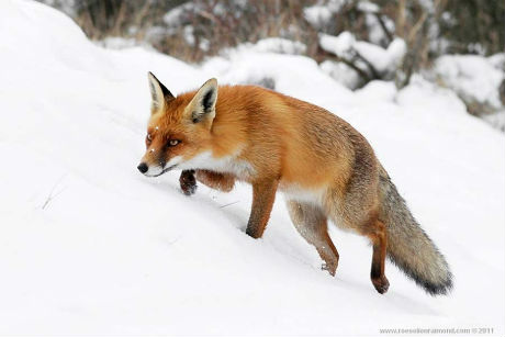 fox-21.jpg (23.69 Kb)